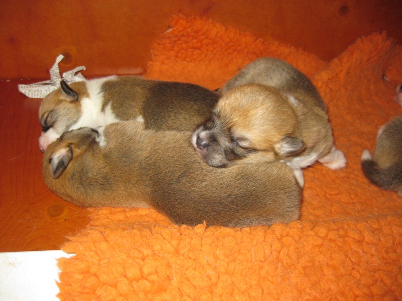 Puppies